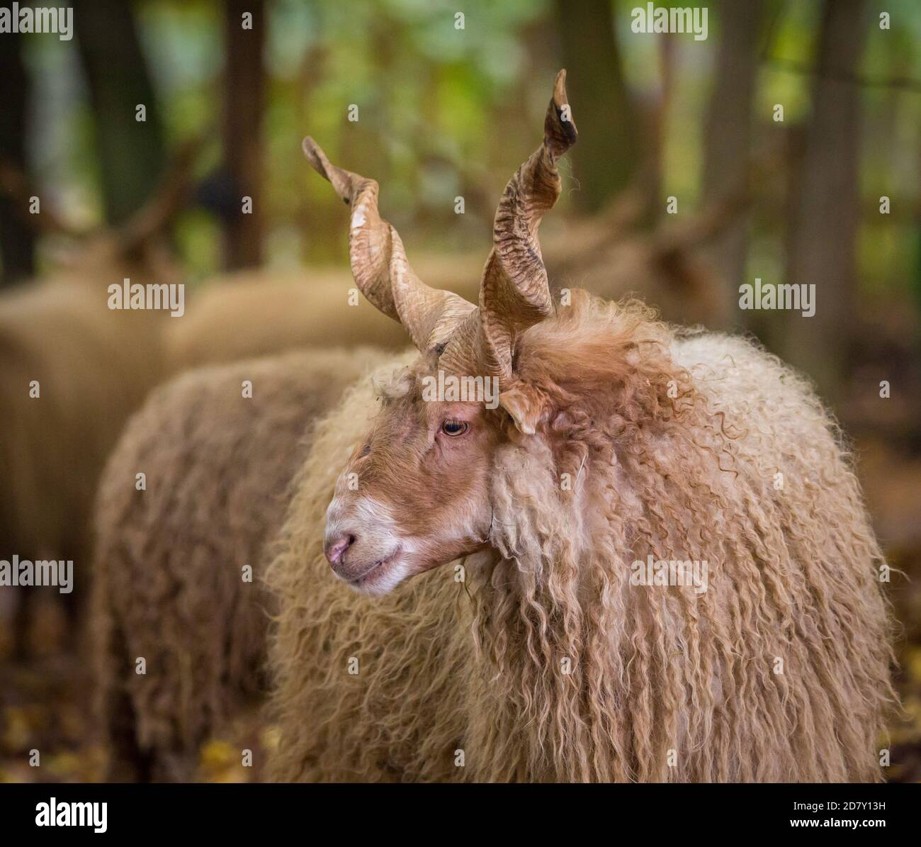 'Wallachian sheep' (Zackelshaf, Racka), an historic and endangered sheep breed from Hungary Stock Photo