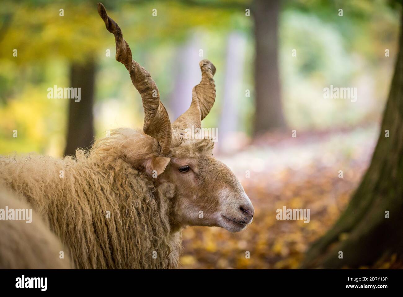 'Wallachian sheep' (Zackelshaf, Racka), an historic and endangered sheep breed from Hungary Stock Photo