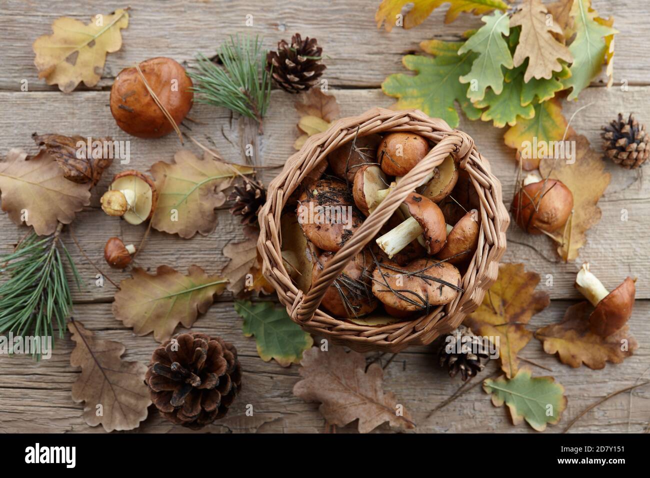Mushrooms basket and autumn leaves on wooden background, copy space Stock Photo