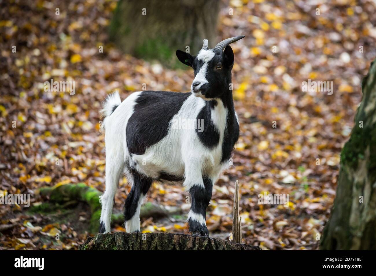 Pygmy goat Stock Photo