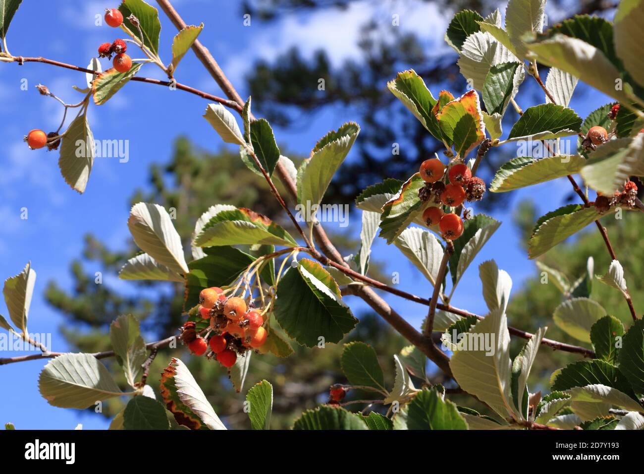 Close view of cluster of the berries of greak whitebeam (Sorbus graeca) Stock Photo