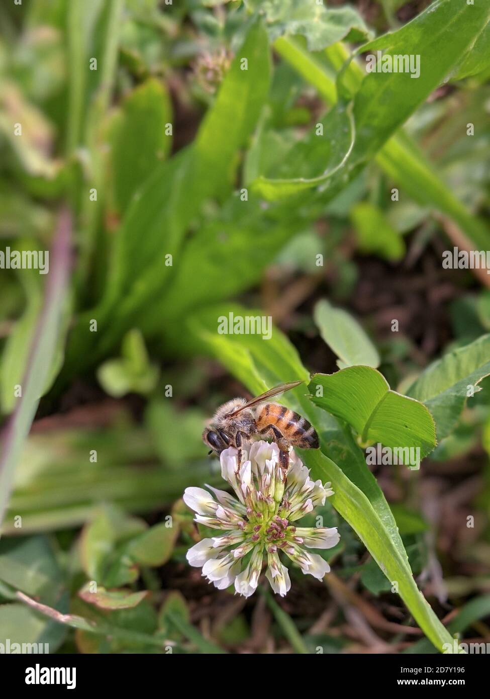 White clover with honey bee hires stock photography and images Alamy