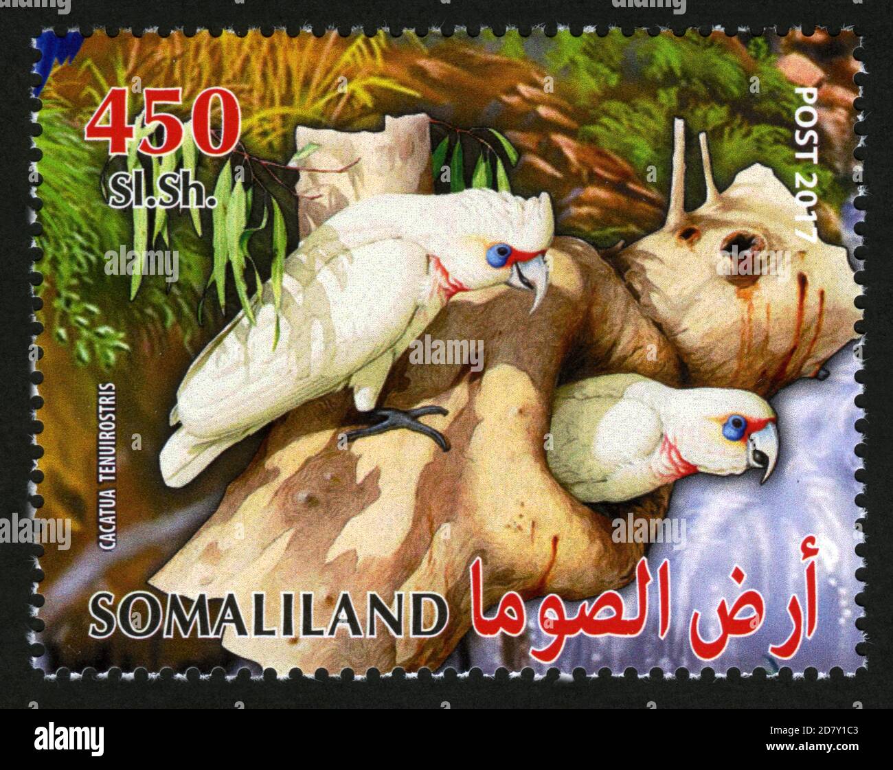 Stamp print in Somaliland, parrots,Cacatua Tenuirostris Stock Photo