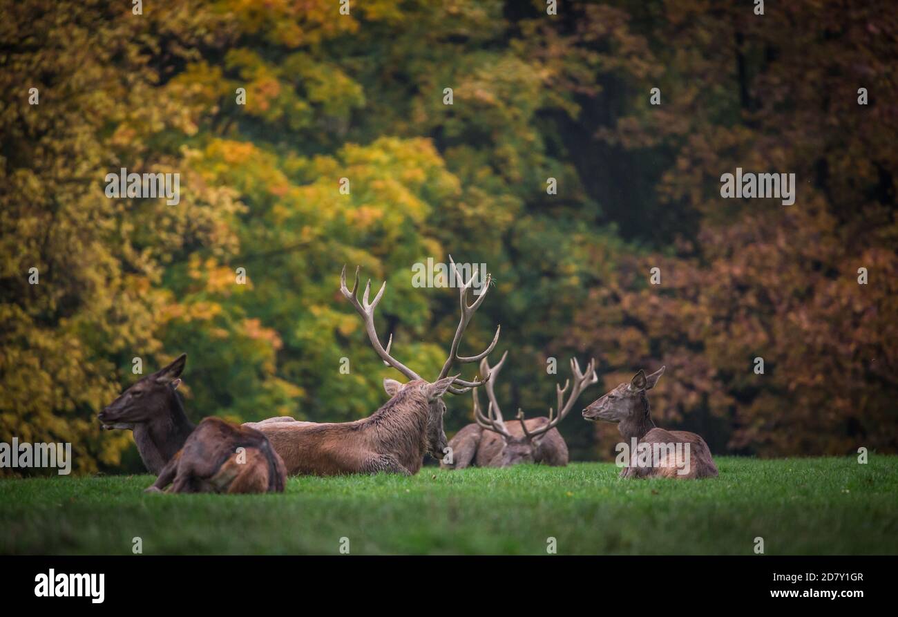 Group of red deer resting (Cervus Elaphus) Stock Photo