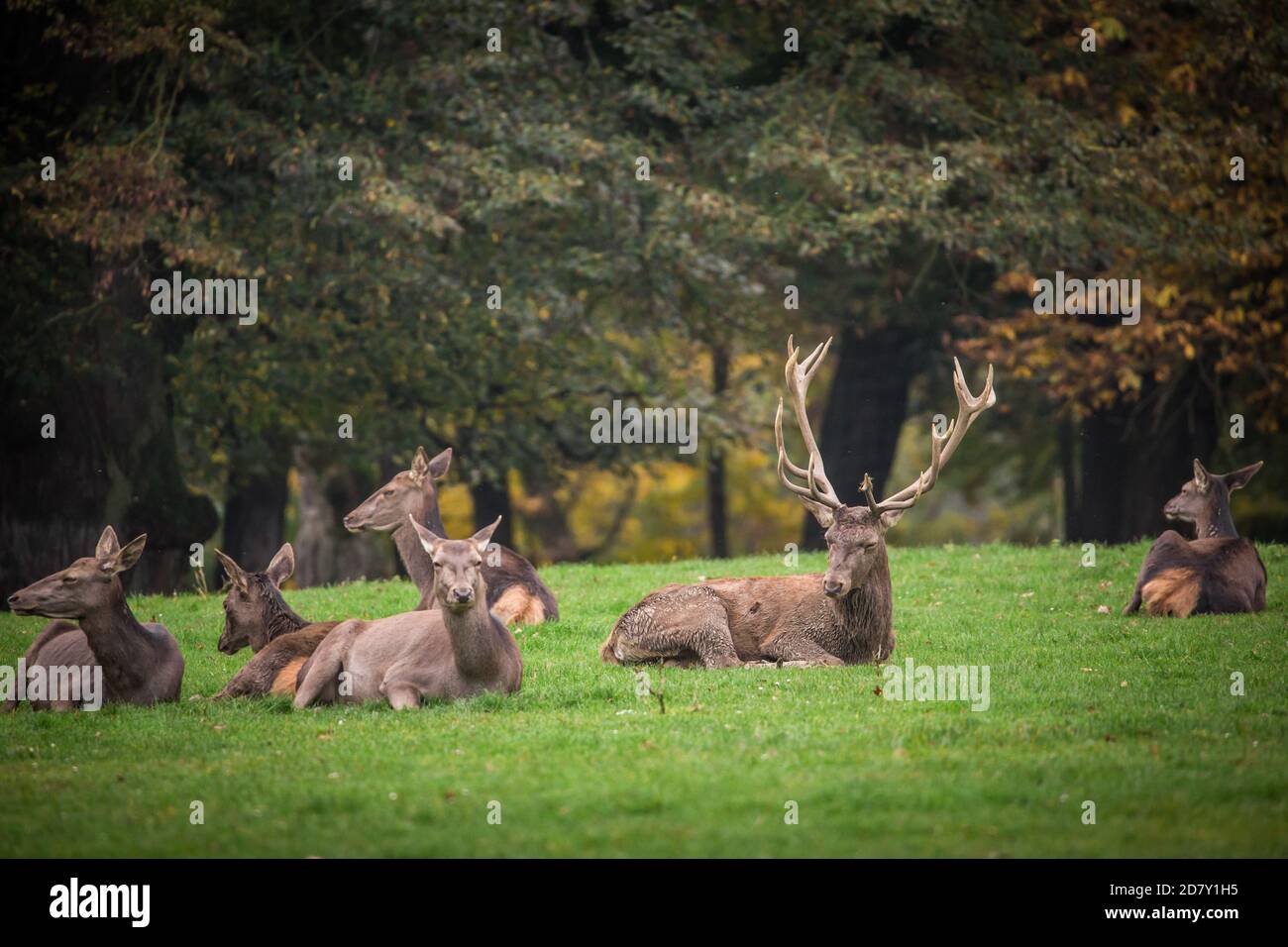 Group of red deer resting (Cervus Elaphus) Stock Photo