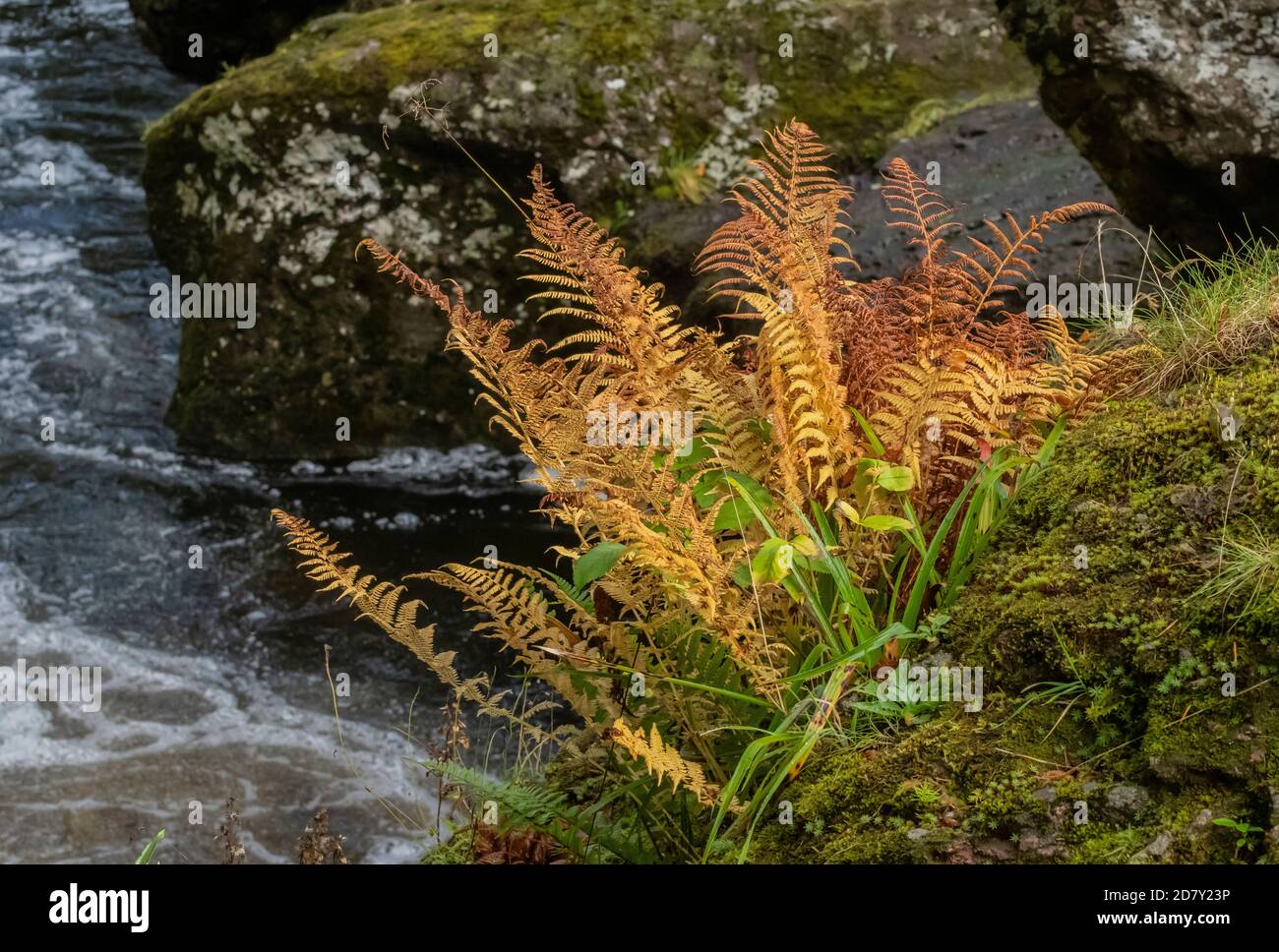 Lady fern, Athyrium filix-femina, with ripe sori in autumn, growing on riverbank, Scotland. Stock Photo