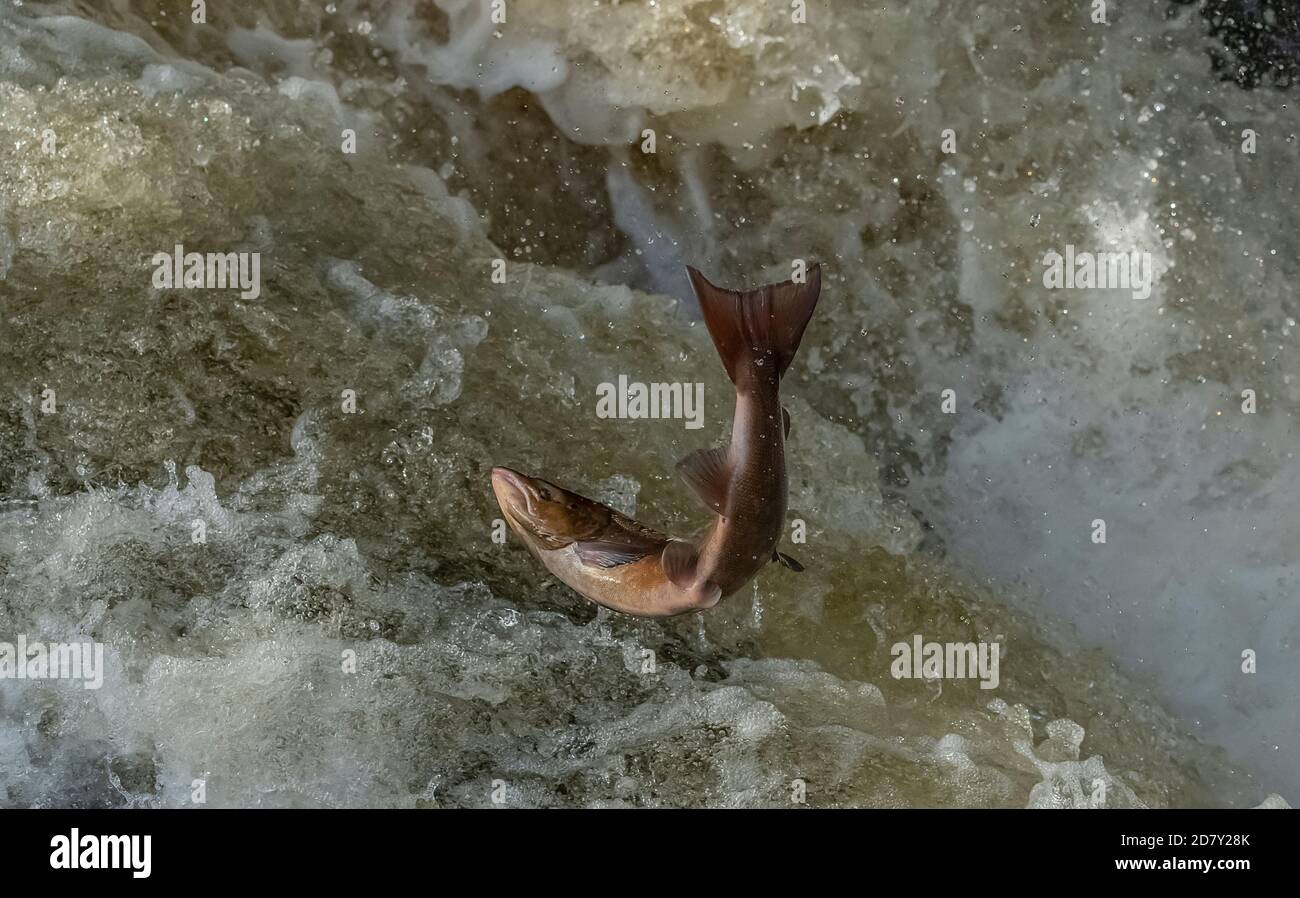 Male Atlantic salmon, Salmo salar, migrating up the River Almond, Perth & Kinross, to breed. Stock Photo
