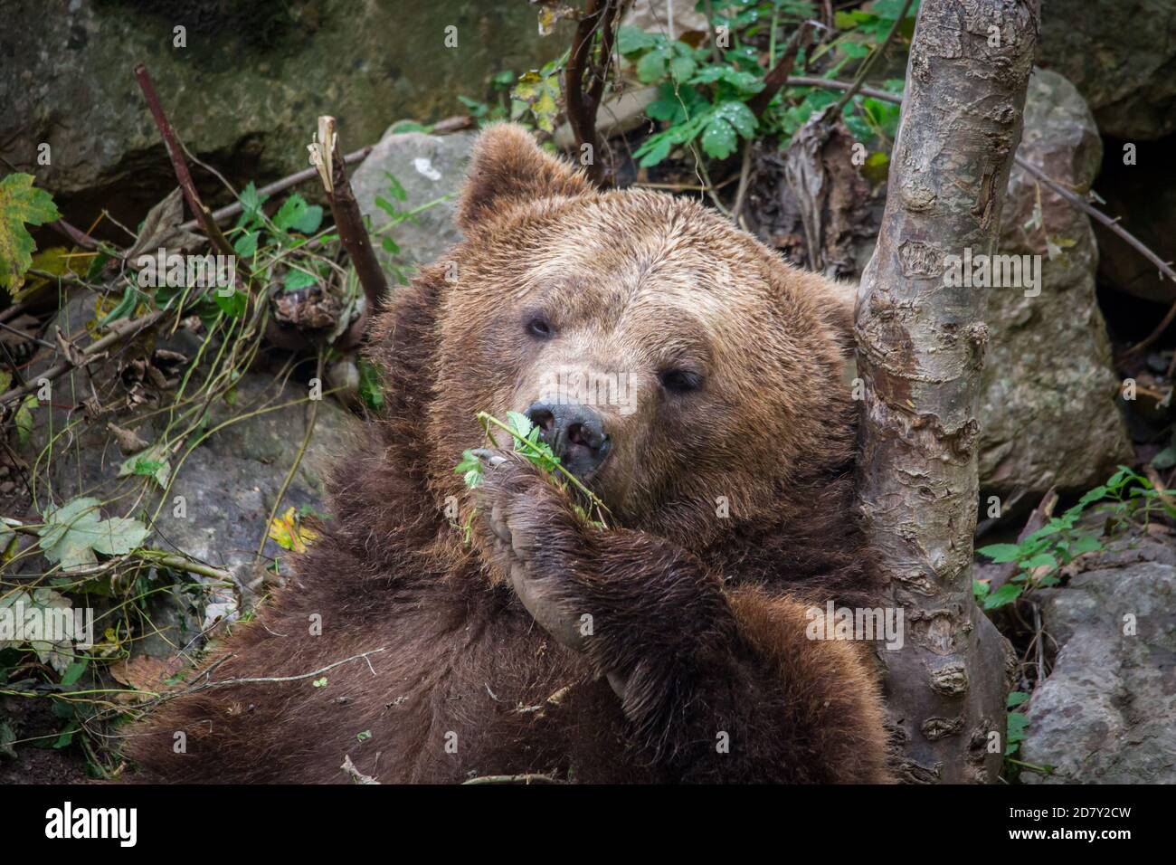 Brown bear in the zoo (Ursus arctos) Stock Photo