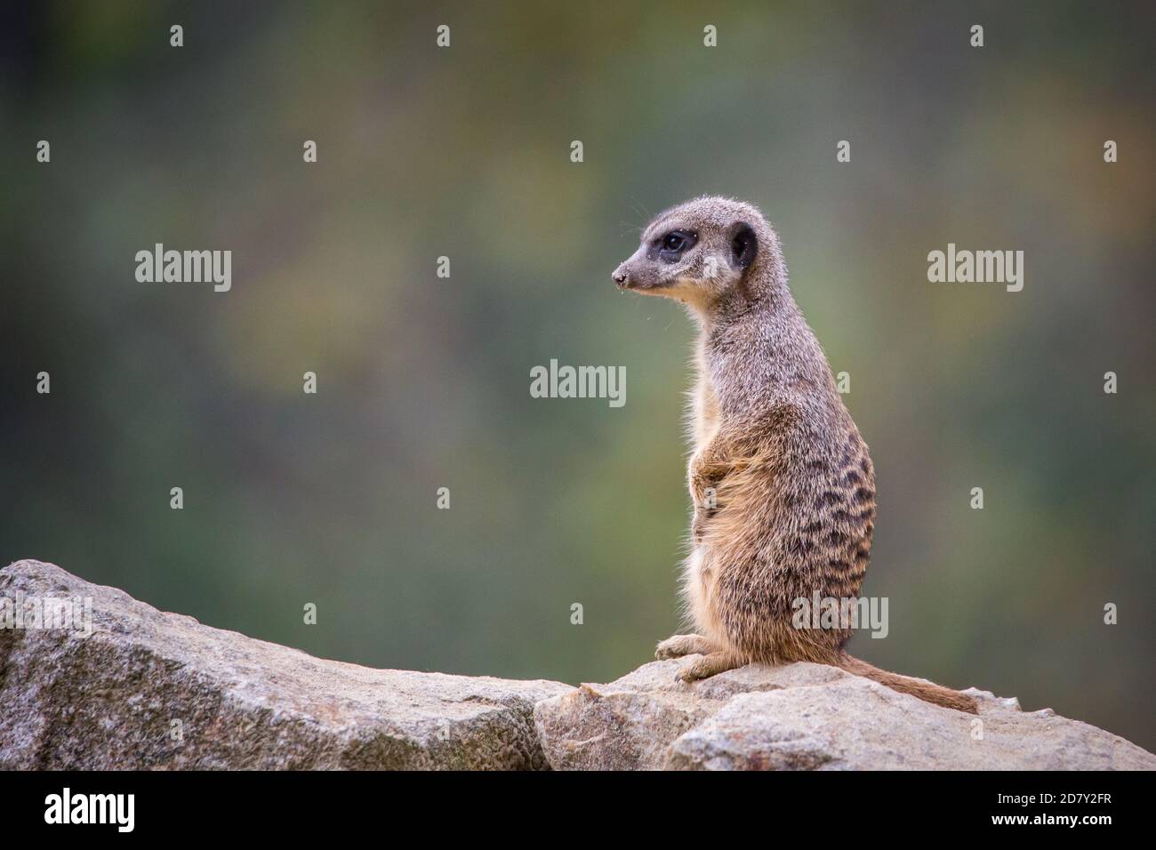 Attentive meerkat in captivity (Suricata suricatta) Stock Photo