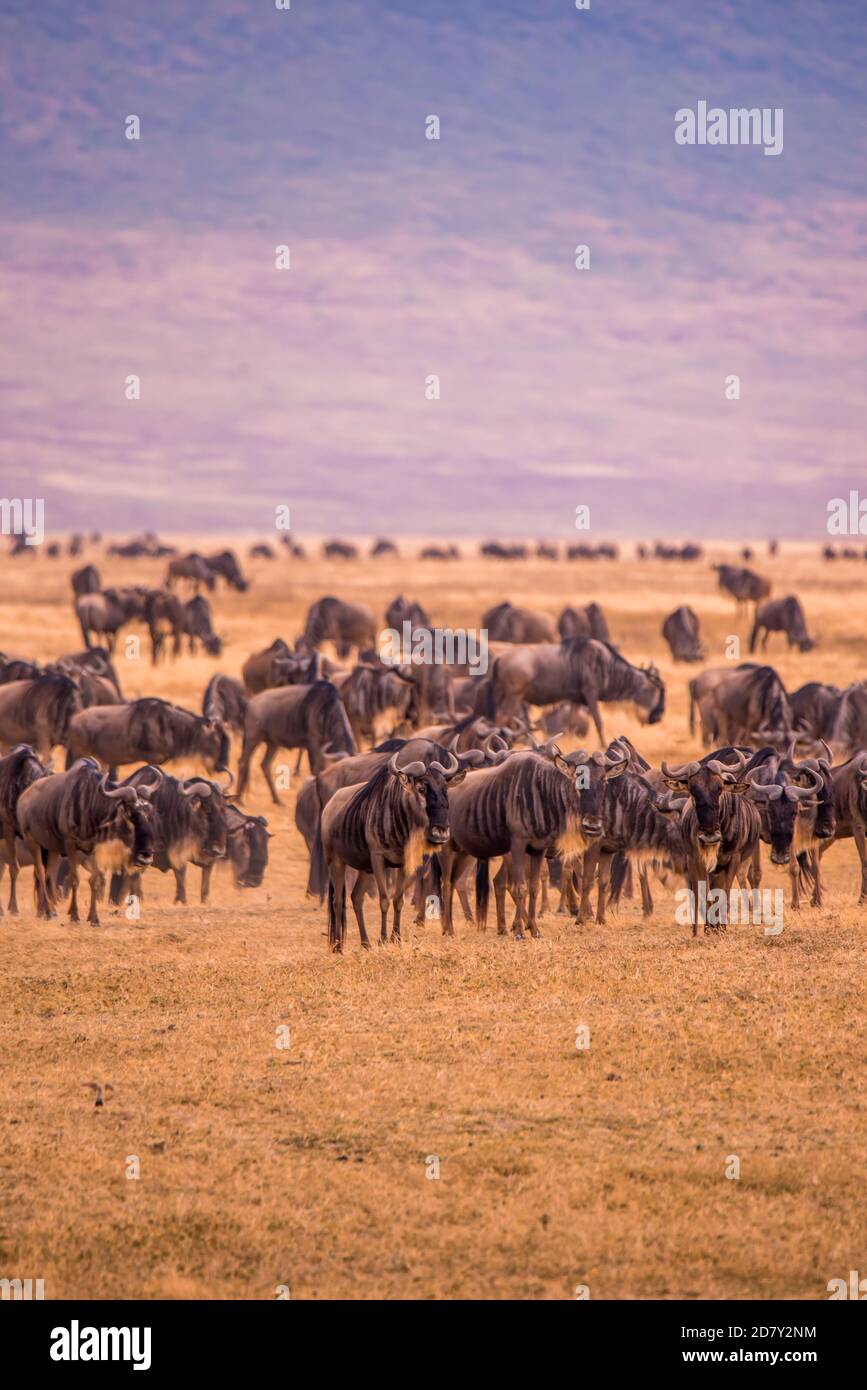 Herd of gnus and wildebeests in the Ngorongoro crater National Park, Wildlife safari in Tanzania, Africa. Stock Photo