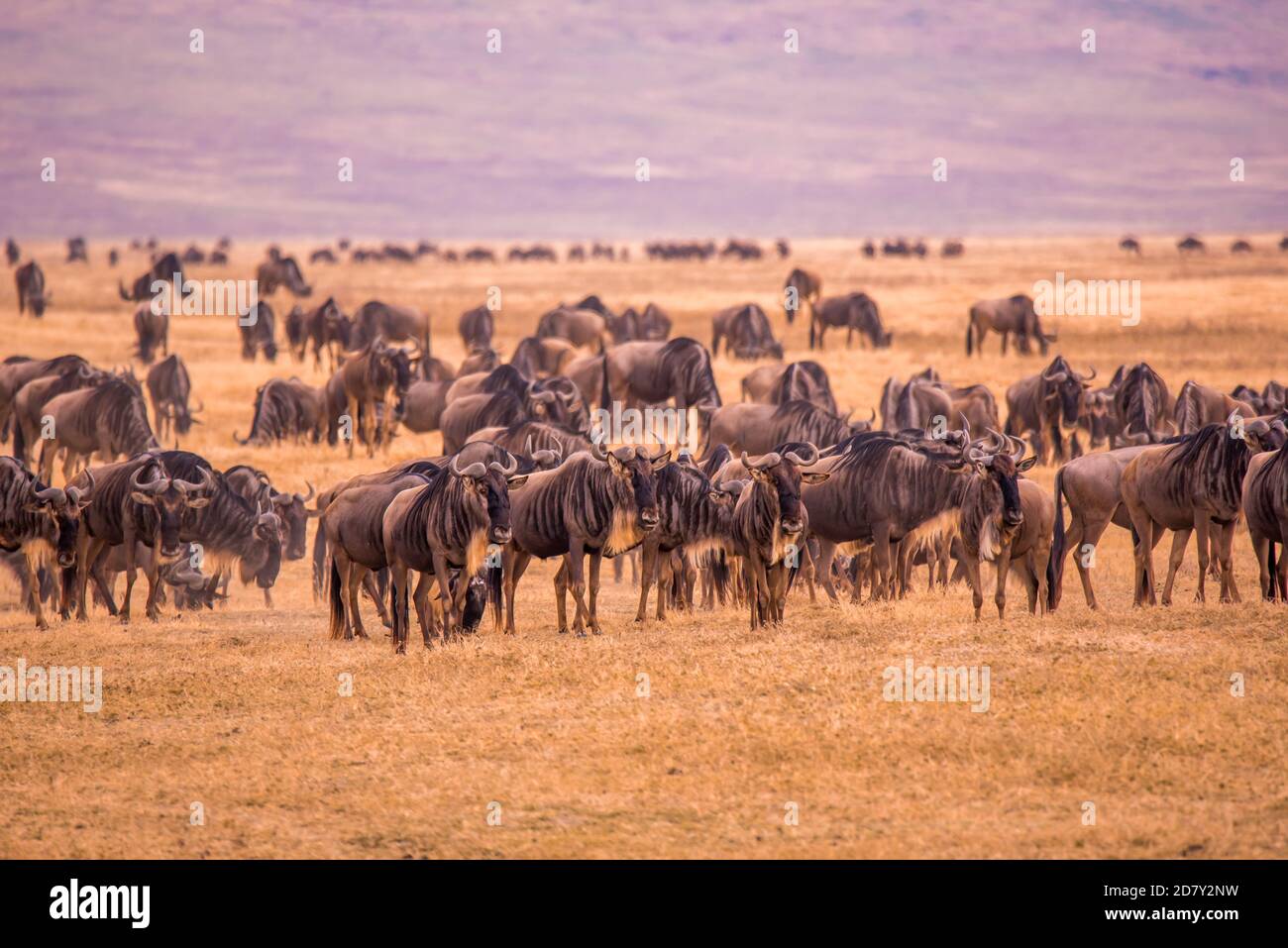 Herd of gnus and wildebeests in the Ngorongoro crater National Park, Wildlife safari in Tanzania, Africa. Stock Photo