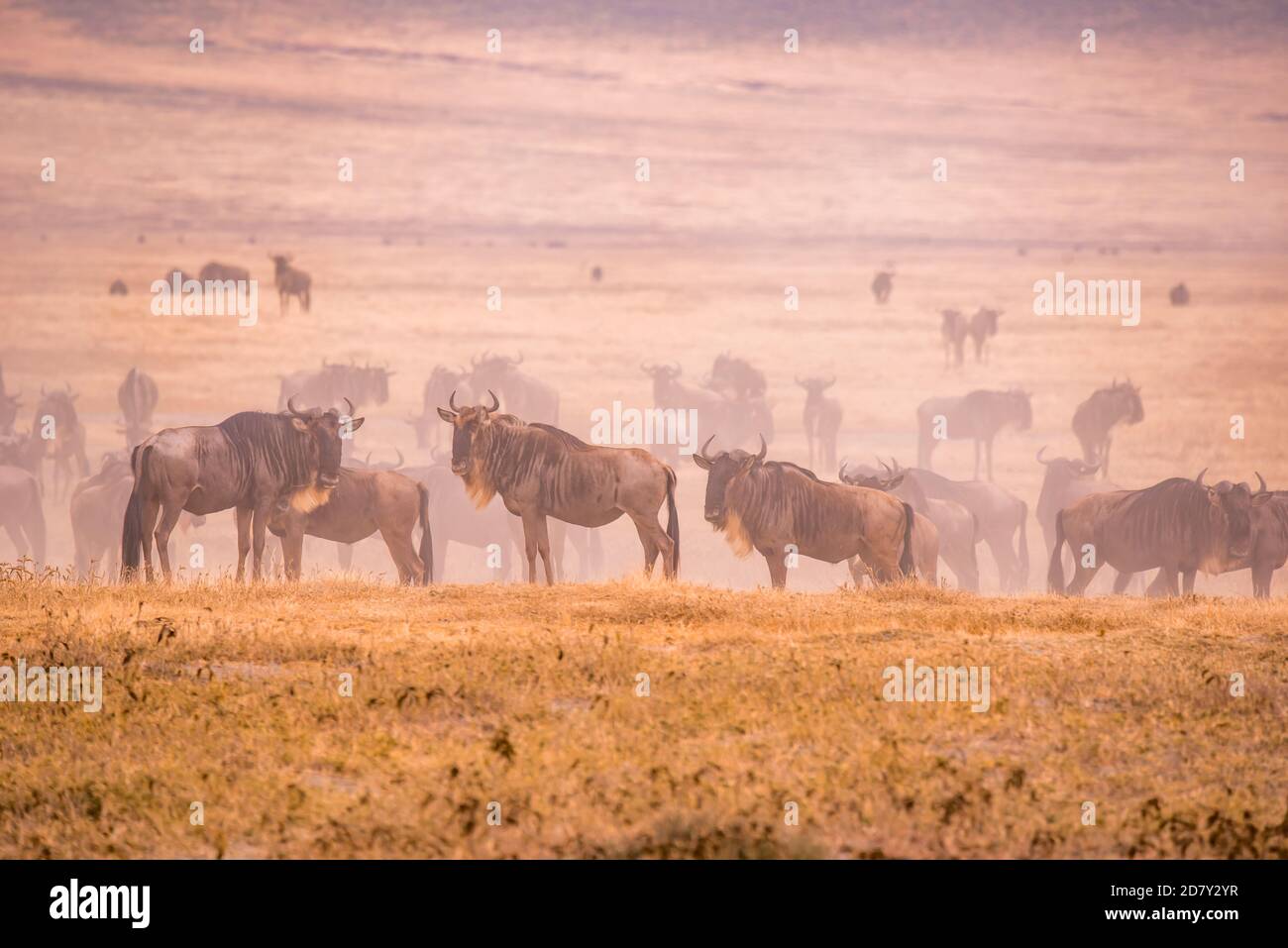 Herd of gnus and wildebeests in the Ngorongoro crater National Park, Wildlife safari in Tanzania, Africa. Stock Photo