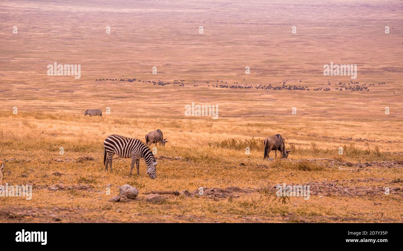 Herd of gnus and wildebeests in the Ngorongoro crater National Park, Wildlife safari in Tanzania, Africa. Stock Photo