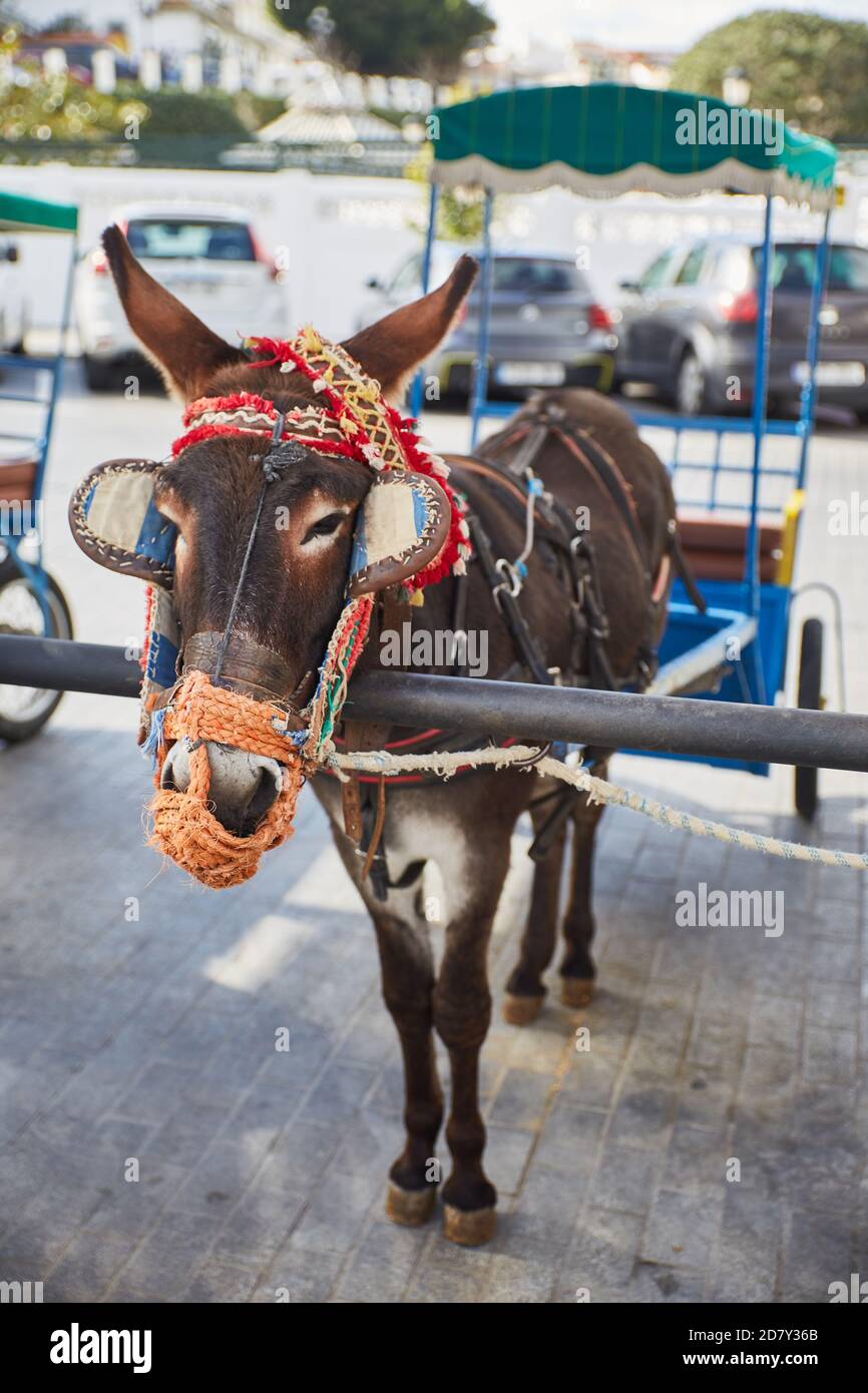 mijas donkey photography Stock Photo