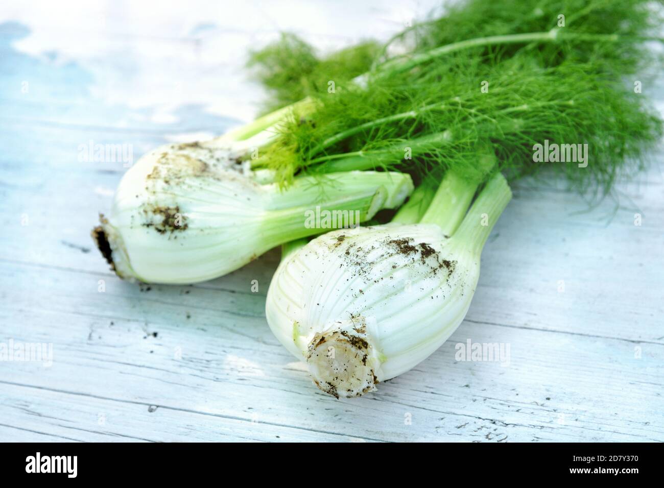 Freshly harvested fennel with adhering soil on a farmers market table with copy space outdoors in sunshine Stock Photo