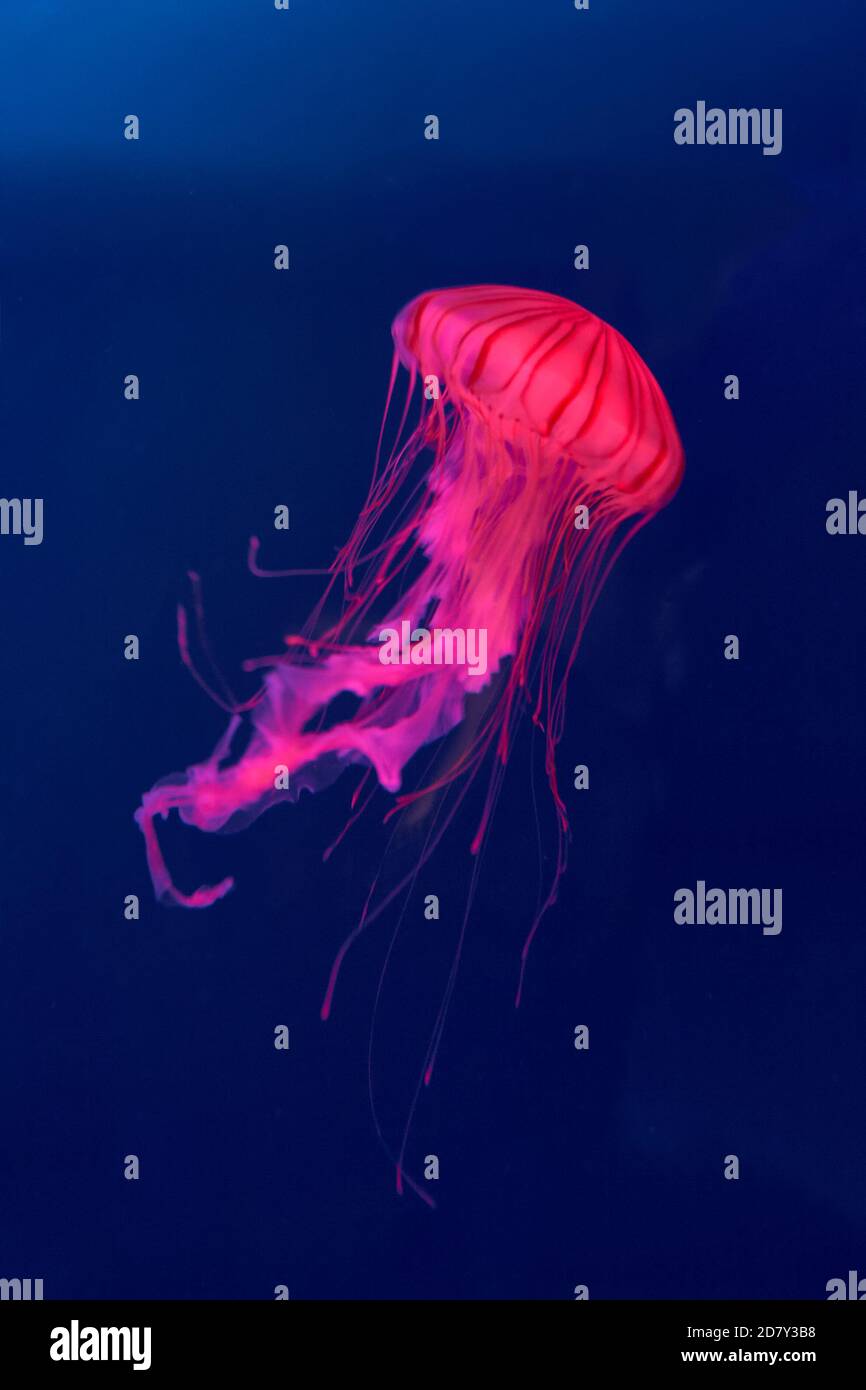 photograph of a pink jellyfish Stock Photo