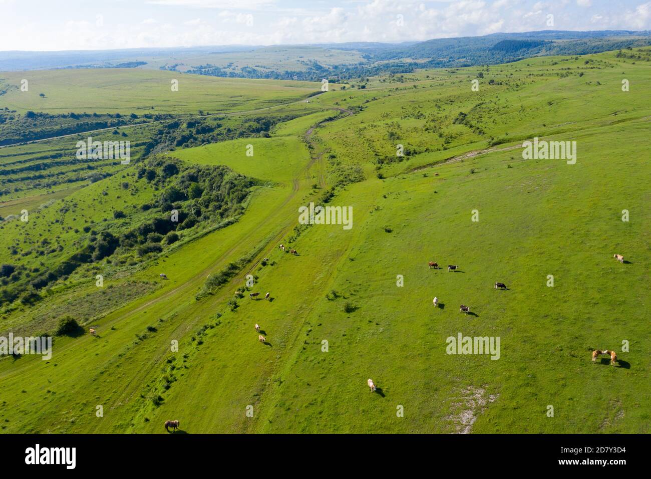 Aerial drone view of cows grazing in alpine meadow Stock Photo - Alamy