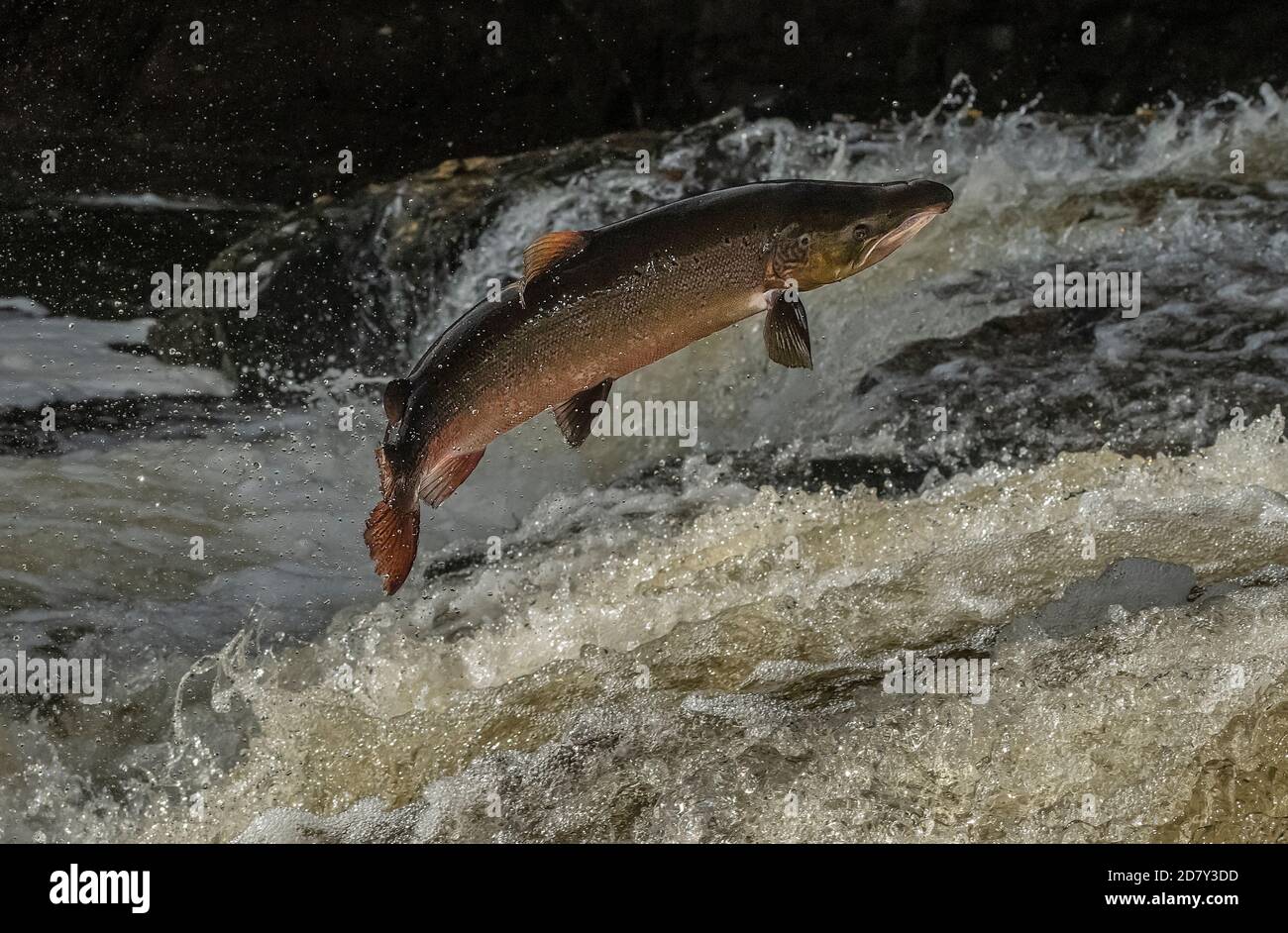 Big old male Atlantic salmon, Salmo salar, migrating up the River Almond, Perth & Kinross, to breed. Stock Photo