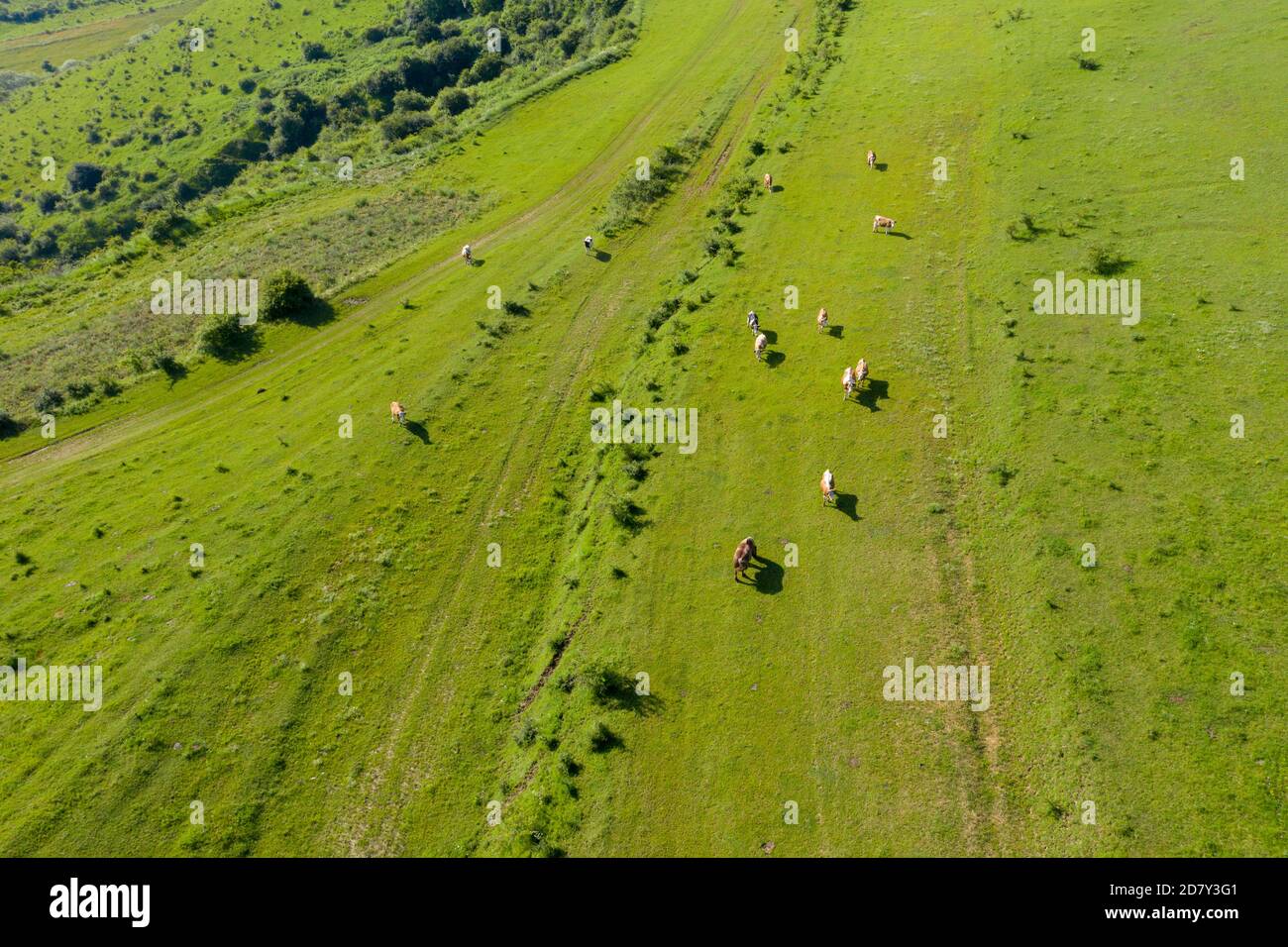Aerial view cows grazing in hi-res stock photography and images - Alamy