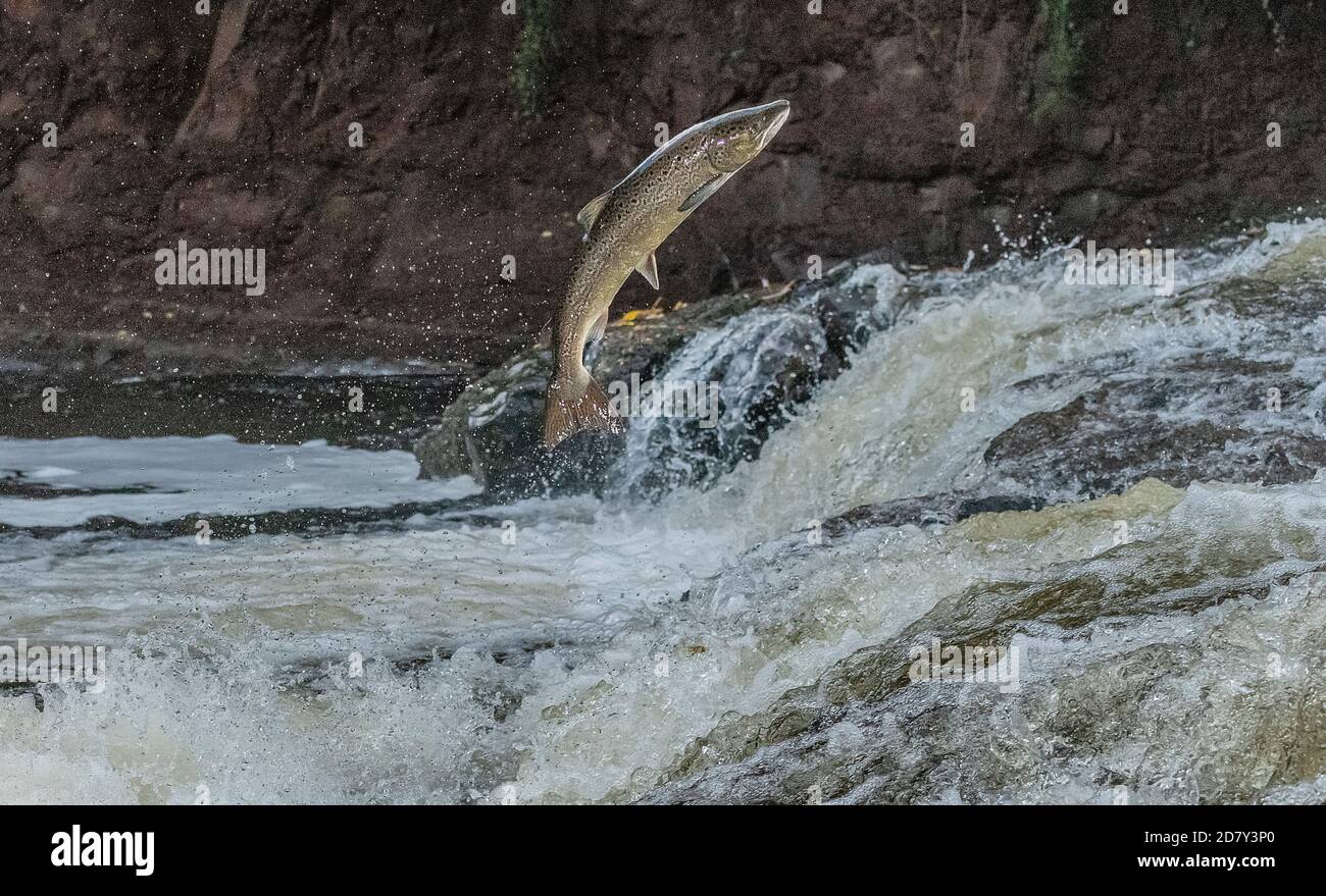 Atlantic salmon, Salmo salar, migrating up the River Almond, Perth & Kinross, to breed. Stock Photo