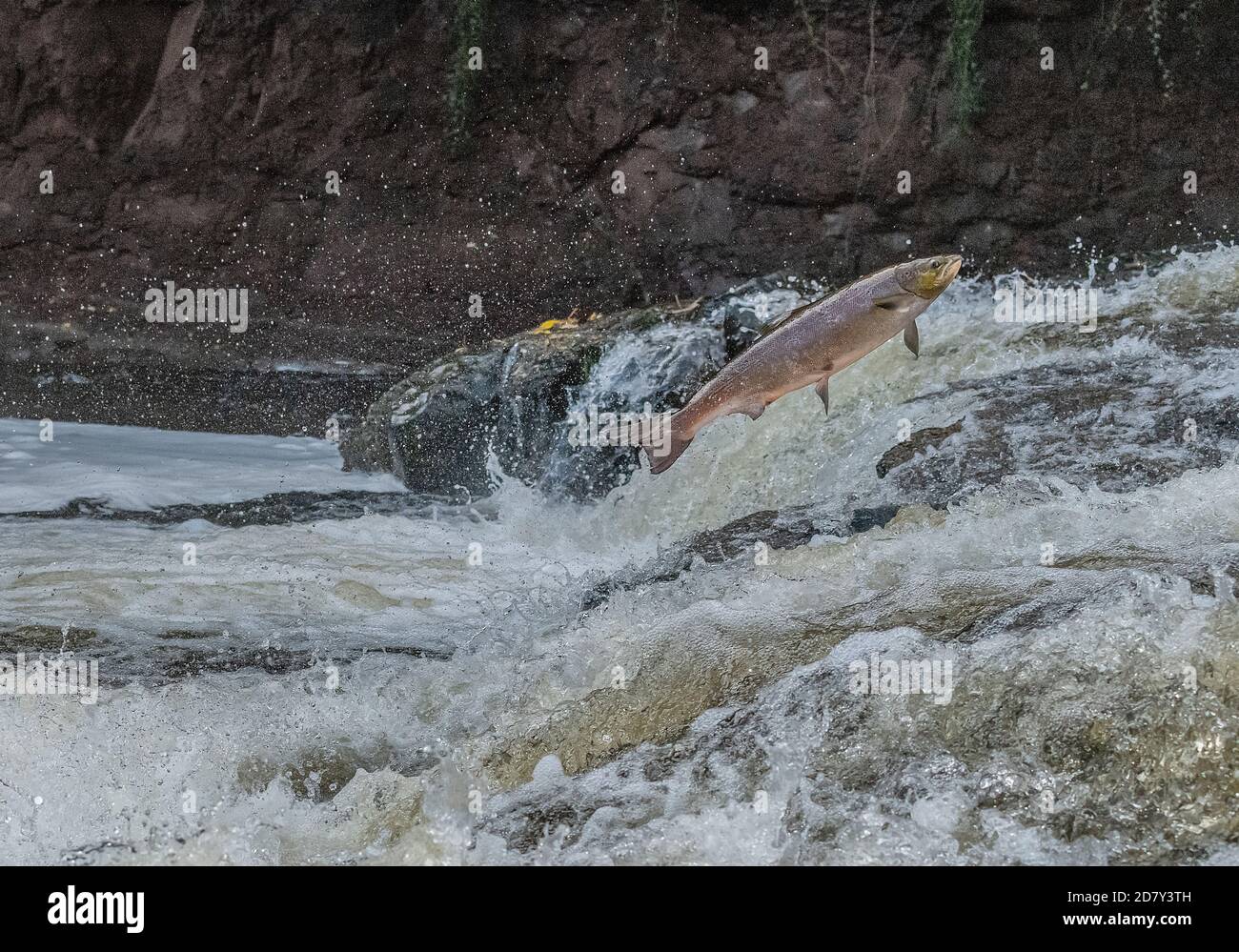 Atlantic salmon, Salmo salar, migrating up the River Almond, Perth & Kinross, to breed. Stock Photo