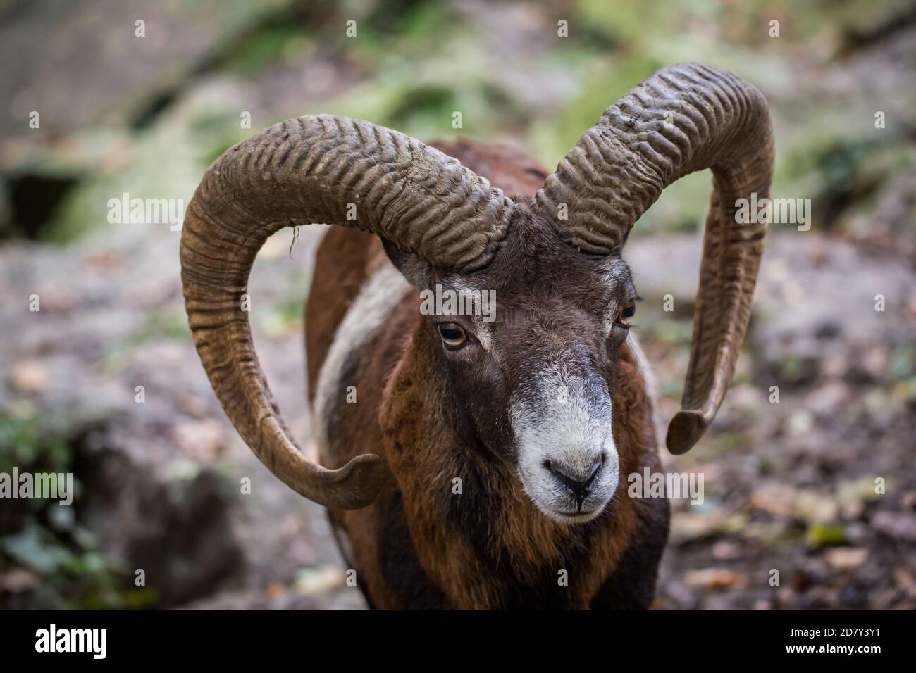 Moufflon male in the zoo (Ovis aries musimon) Stock Photo