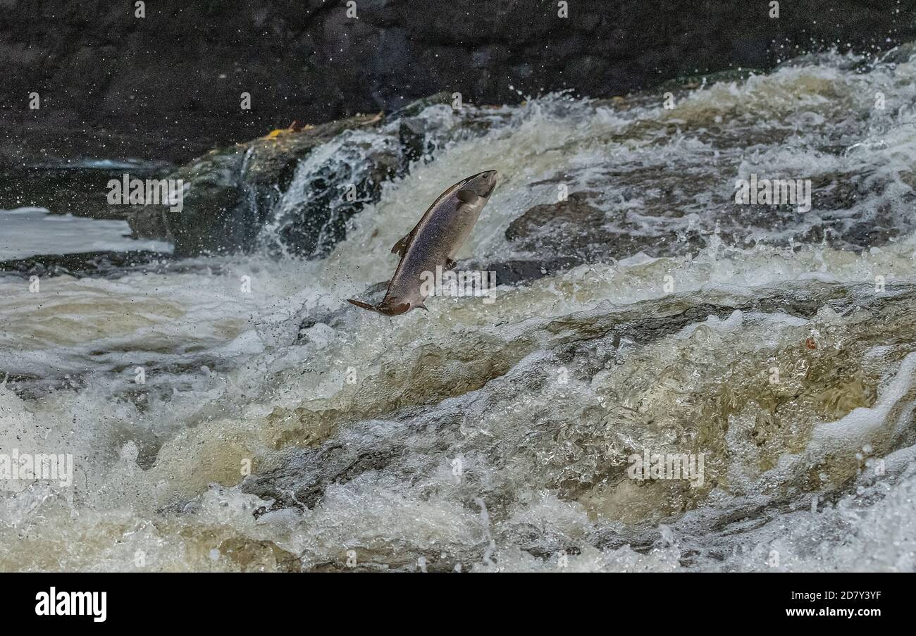 Atlantic salmon, Salmo salar, migrating up the River Almond, Perth & Kinross, to breed. Stock Photo