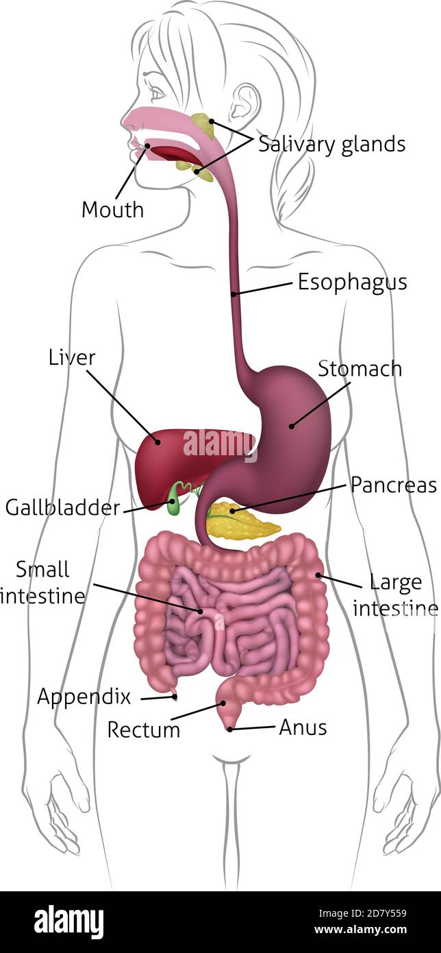 Sketch silhouette human digestive system vector illustration  CanStock