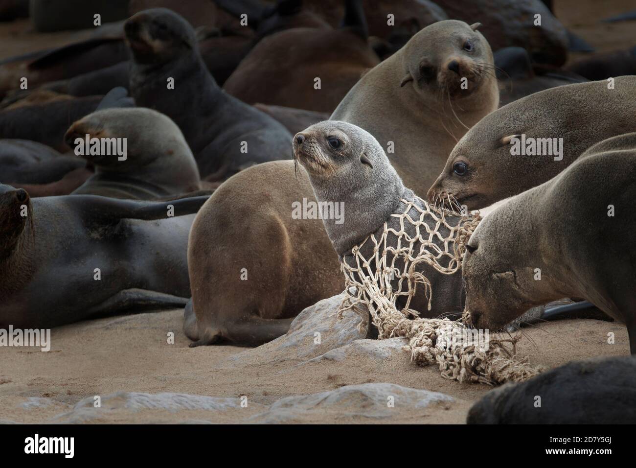 Brown Fur Seal, Arctocephalus pusillus, caught in a A sad