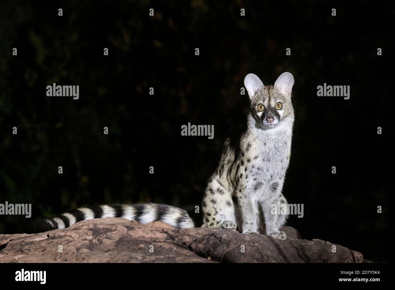 Large-spotted Genet (Genetta tigrina) close up of the animal. Kruger National Park, South Africa, Africa. Stock Photo