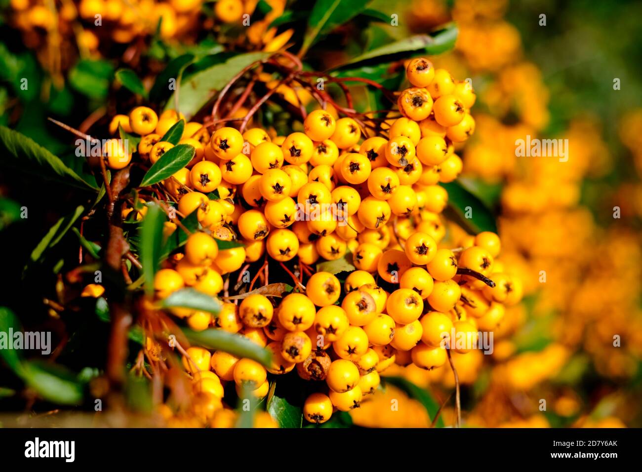 Yellow berries of Pyracantha Saphyr Jaune ('Cadaune' Stock Photo Alamy