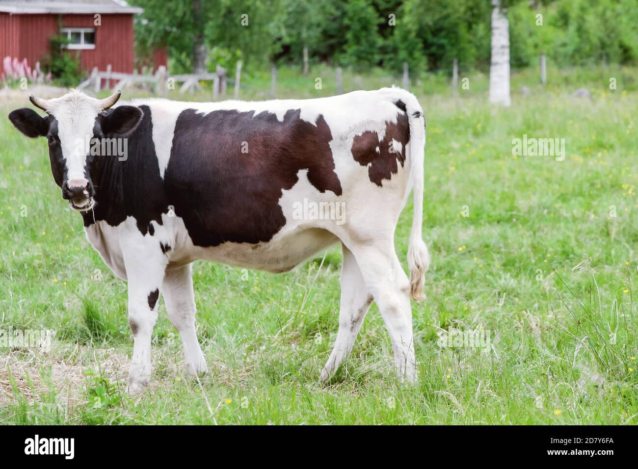 a black and white cow eating grass in grass field Stock Photo - Alamy