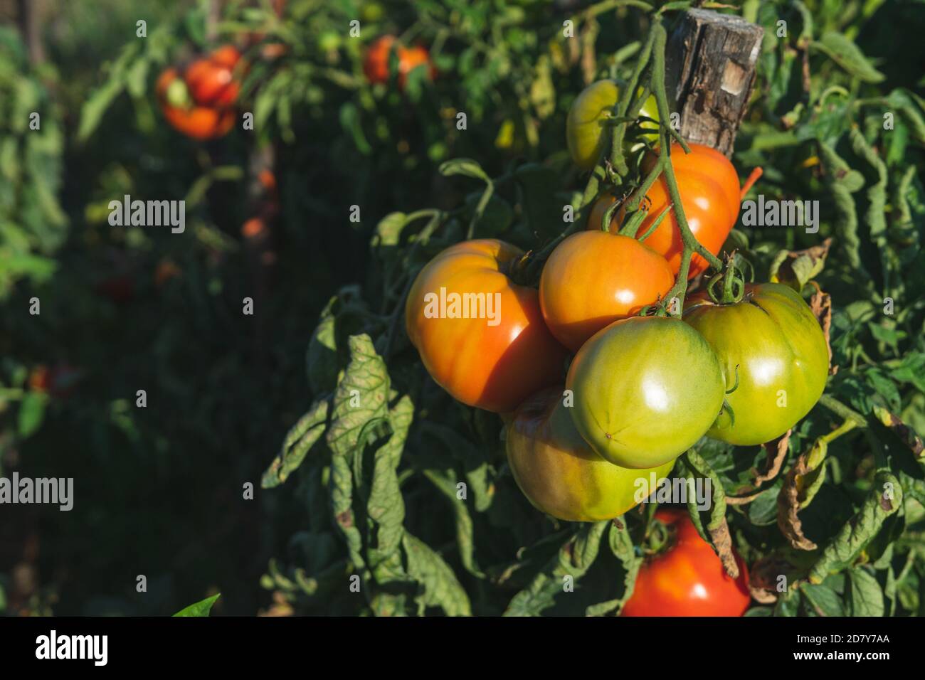 Tomato plants with ripe tomatoes. Agriculture Stock Photo - Alamy