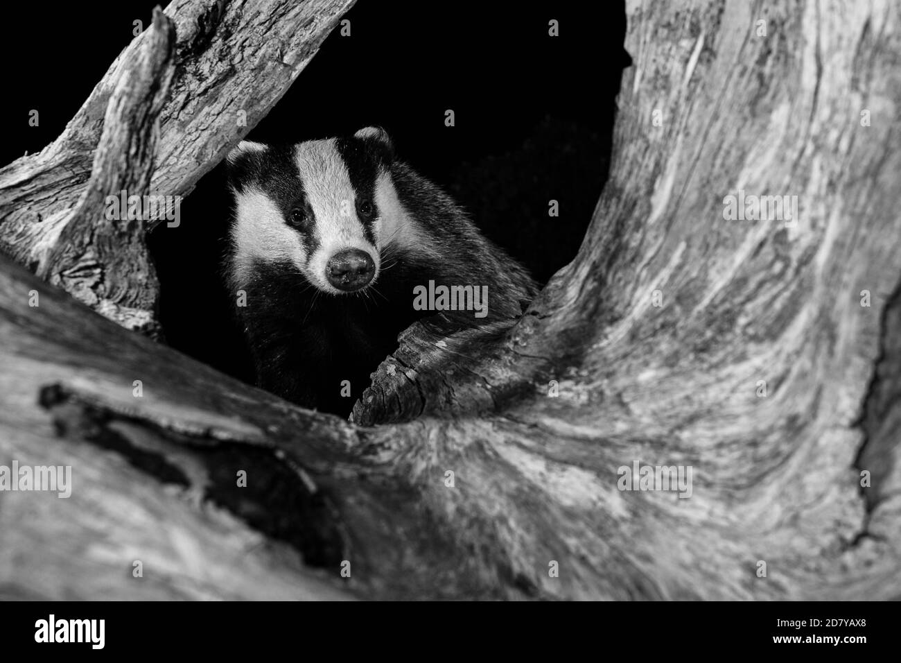 Badger searching for food in preparation for winter. Stock Photo