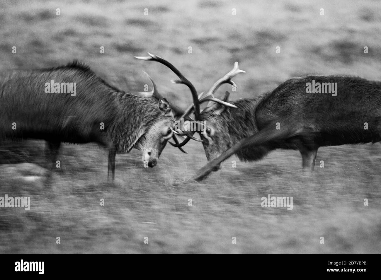 Red Deer stag during the rut, Applecross, Scotland, UK. Stock Photo