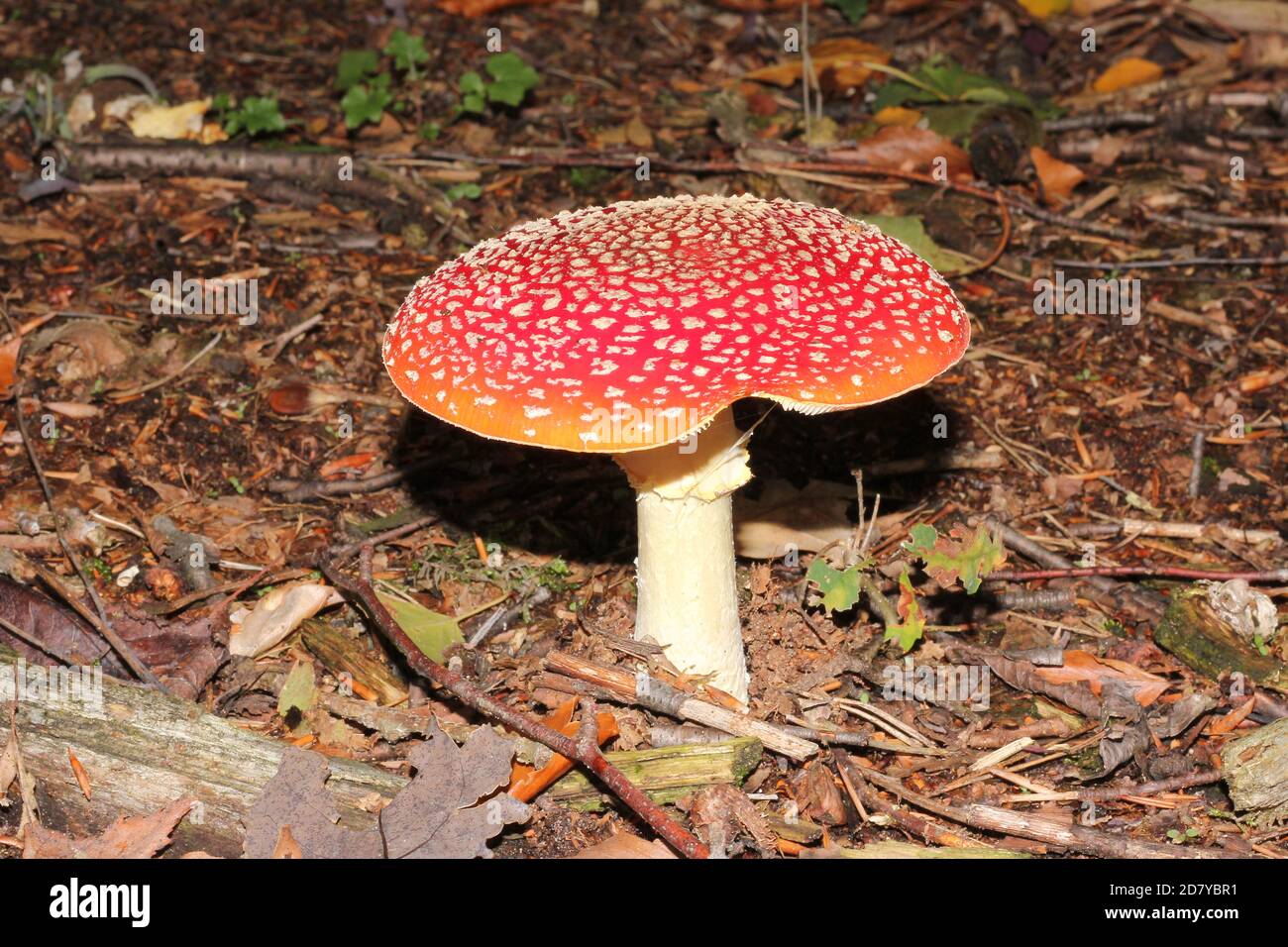 Red Fly Agaric, Amanita muscaria, growing in a forest near Marl-Sinsen, Germany Stock Photo