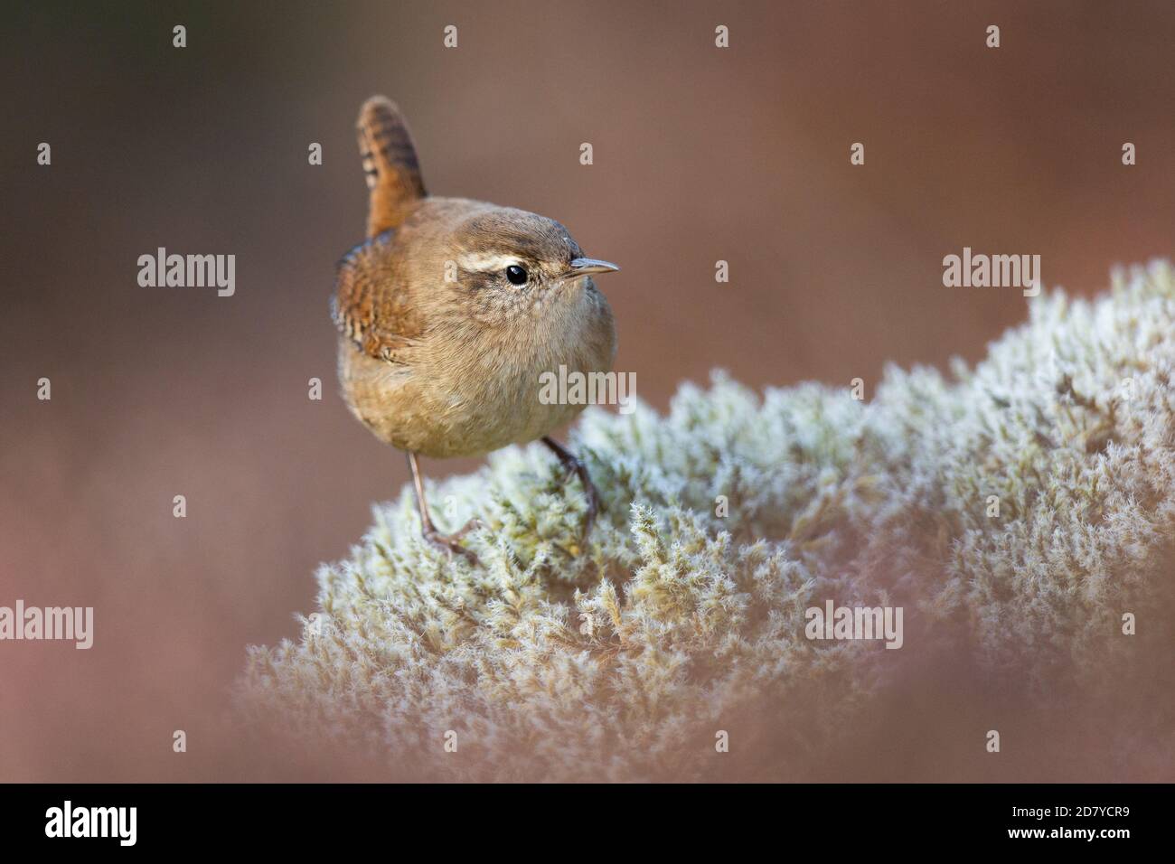 Wren foraging for food on a mossy rock in the Scottish Highlands. Stock Photo