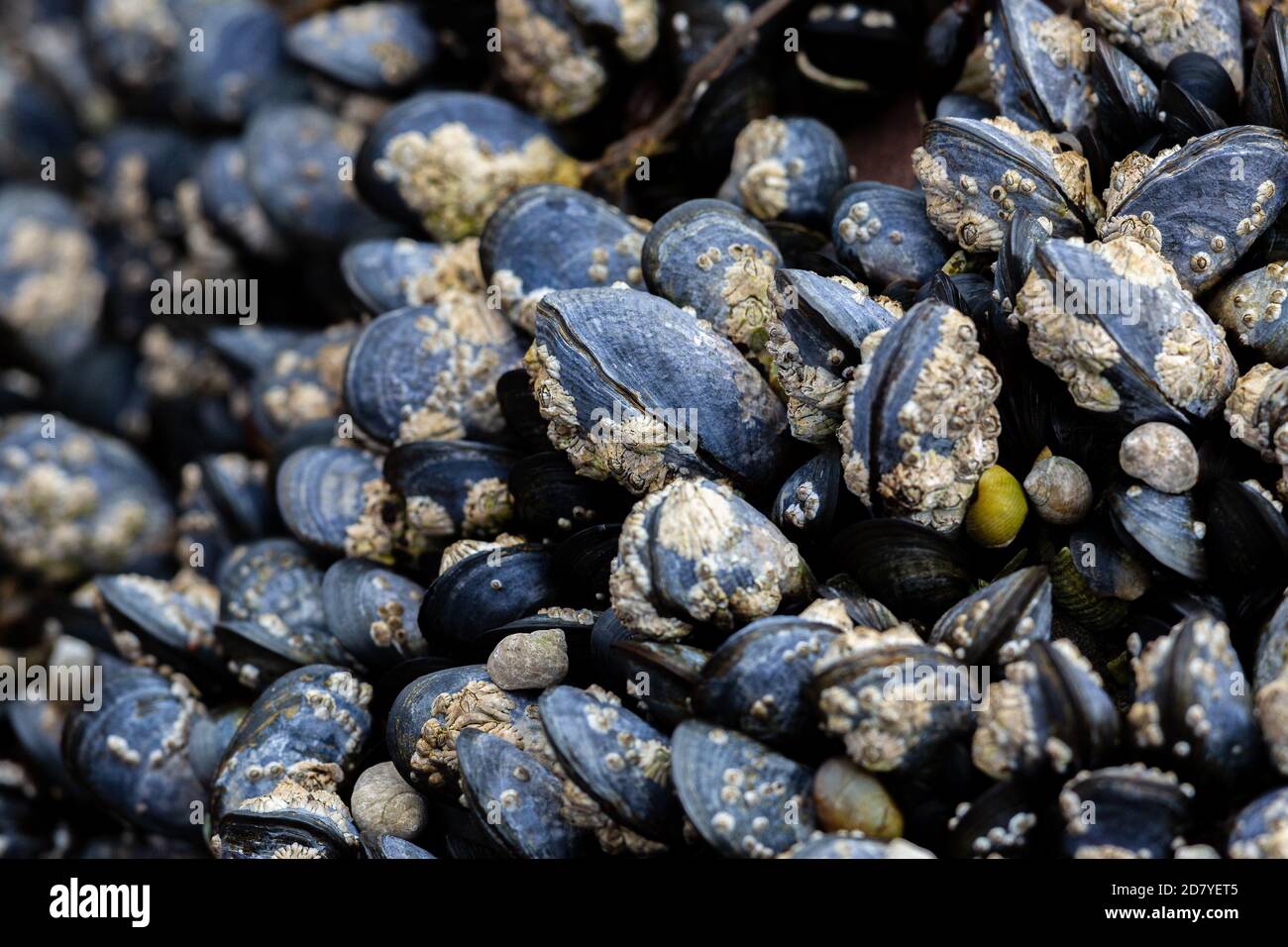 Mussels on a rock in Applecross Bay, Scotland, UK Stock Photo Alamy