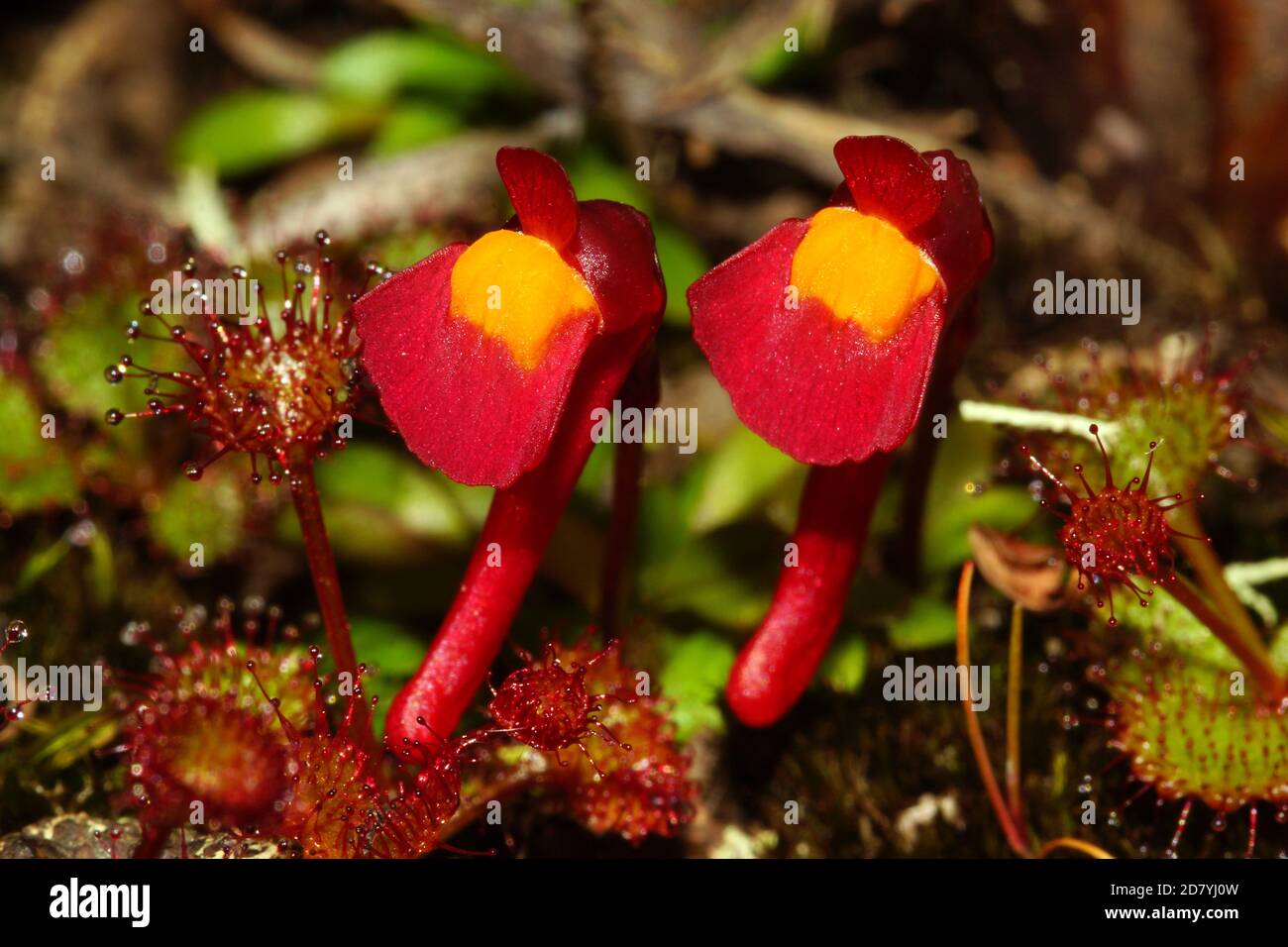 Double red flower of Utricularia menziesii, a western Australian bladderwort, together with Drosera monticola, frontal view Stock Photo