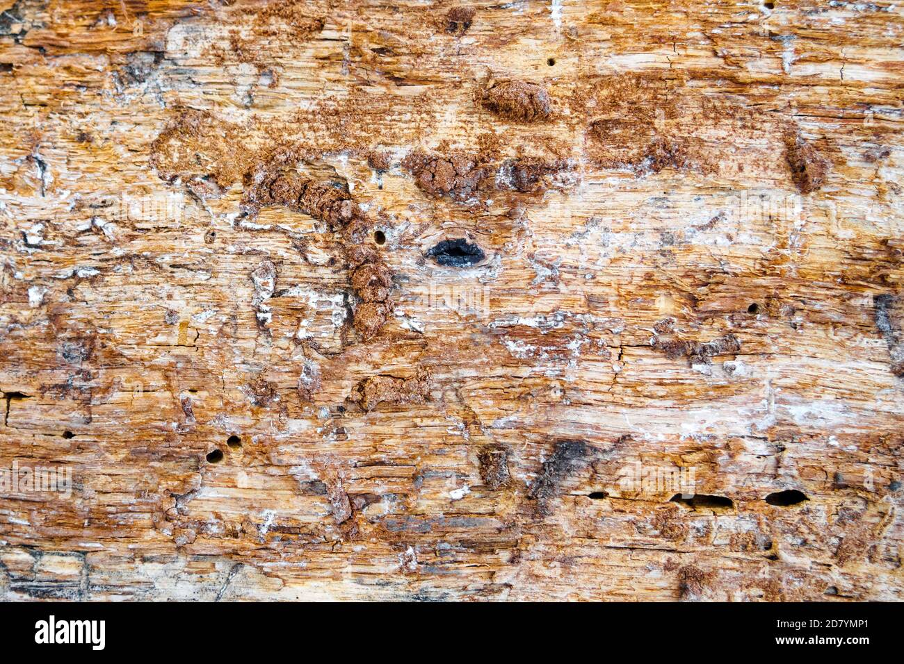 Old tree trunk without bark, rough wooden textured background Stock Photo