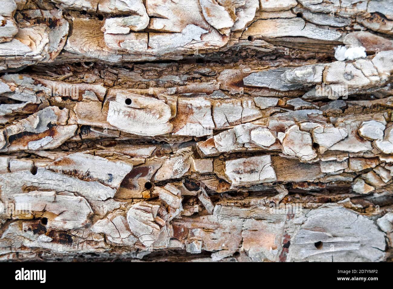 Pine tree bark texture, close-up of rough wooden background Stock Photo ...