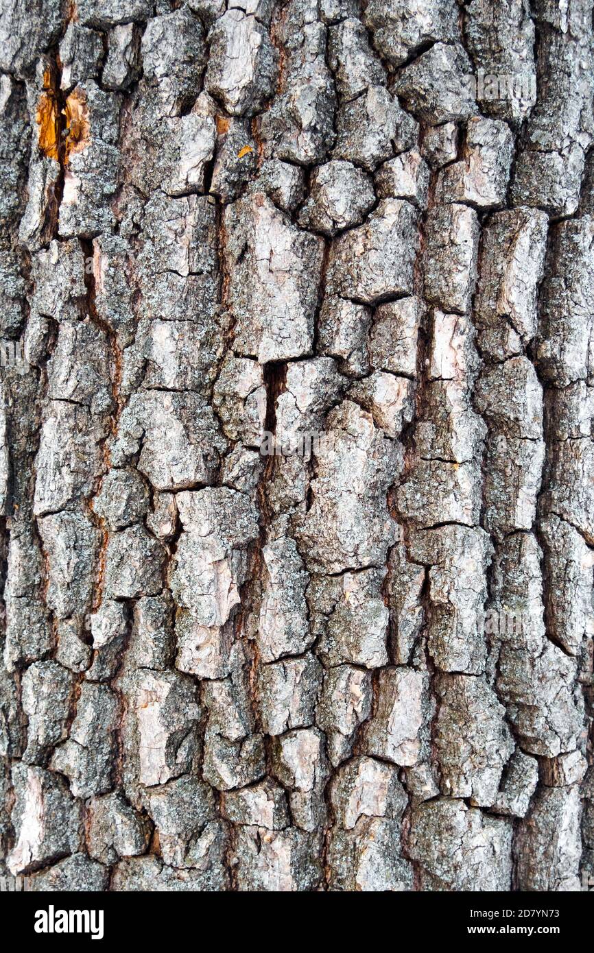 Tree bark texture, close-up of rough wooden background Stock Photo - Alamy