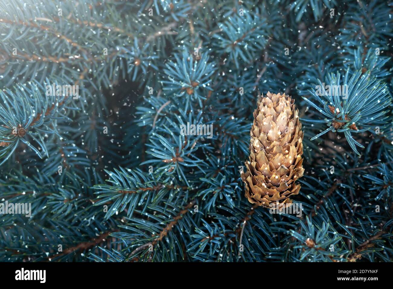 Evergreen tree pine cone background hi-res stock photography and images ...