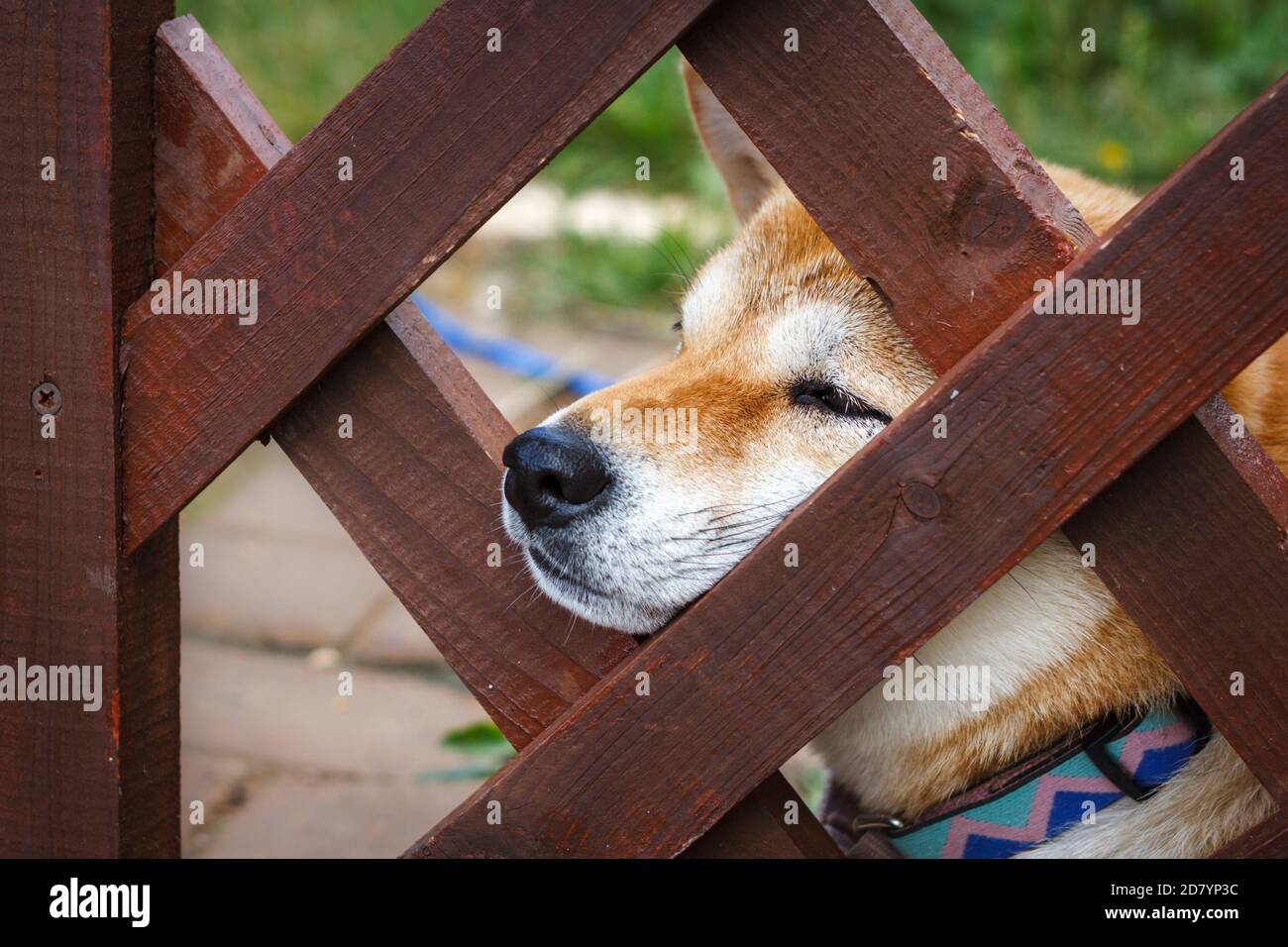 A Japanese dog of breed Shiba Inu stuck his nose out of wooden fence. Japanese small size Shiba Ken dog looks into distance Stock Photo