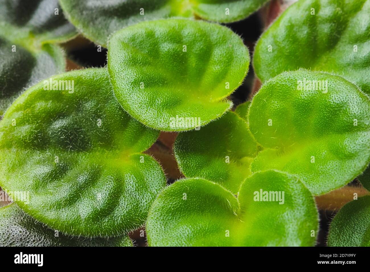 Violet saintpaulias green leaves, macro shot, house plant and nature background Stock Photo
