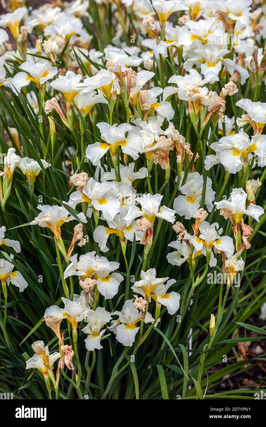 White Iris sibirica First Frost Stock Photo