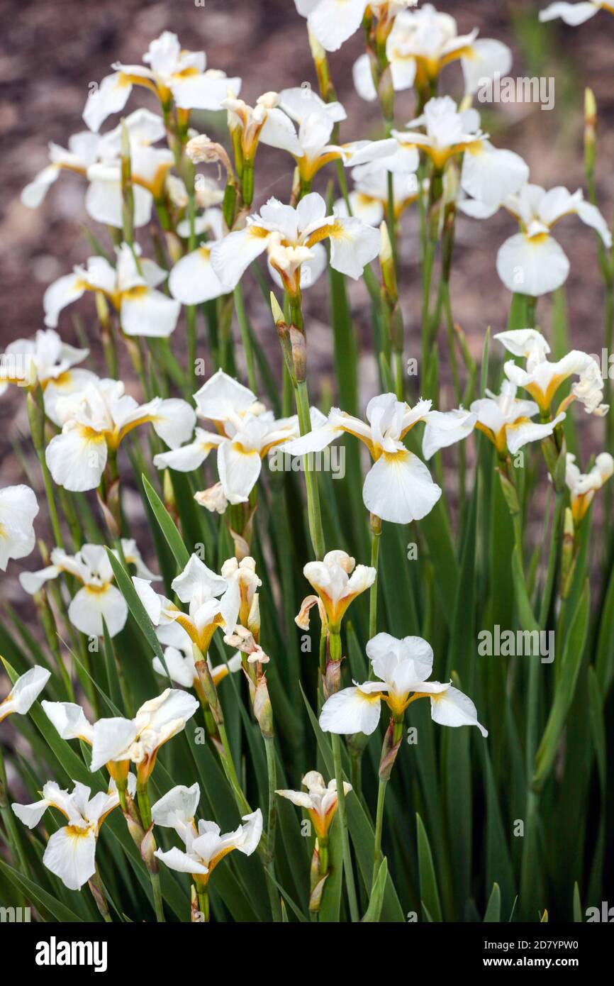 White Iris sibirica 'Butterfly Fountain' Stock Photo