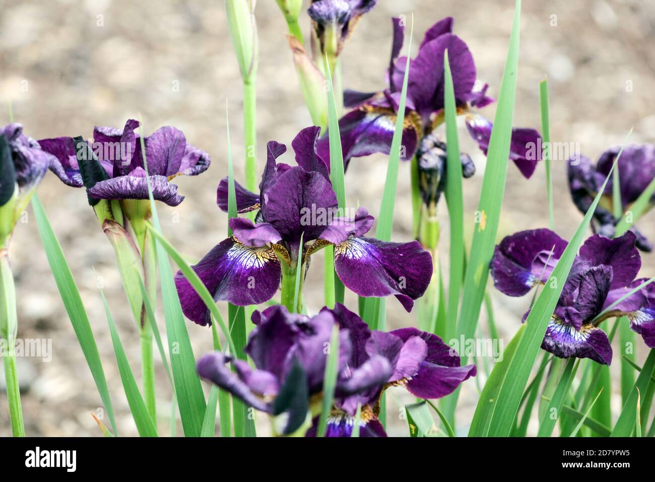 Purple Iris sibirica 'Sibirische Night' Stock Photo