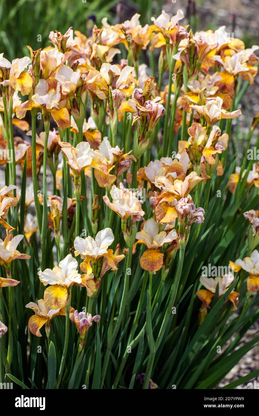 Iris sibirica Ginger Twist flowers Stock Photo