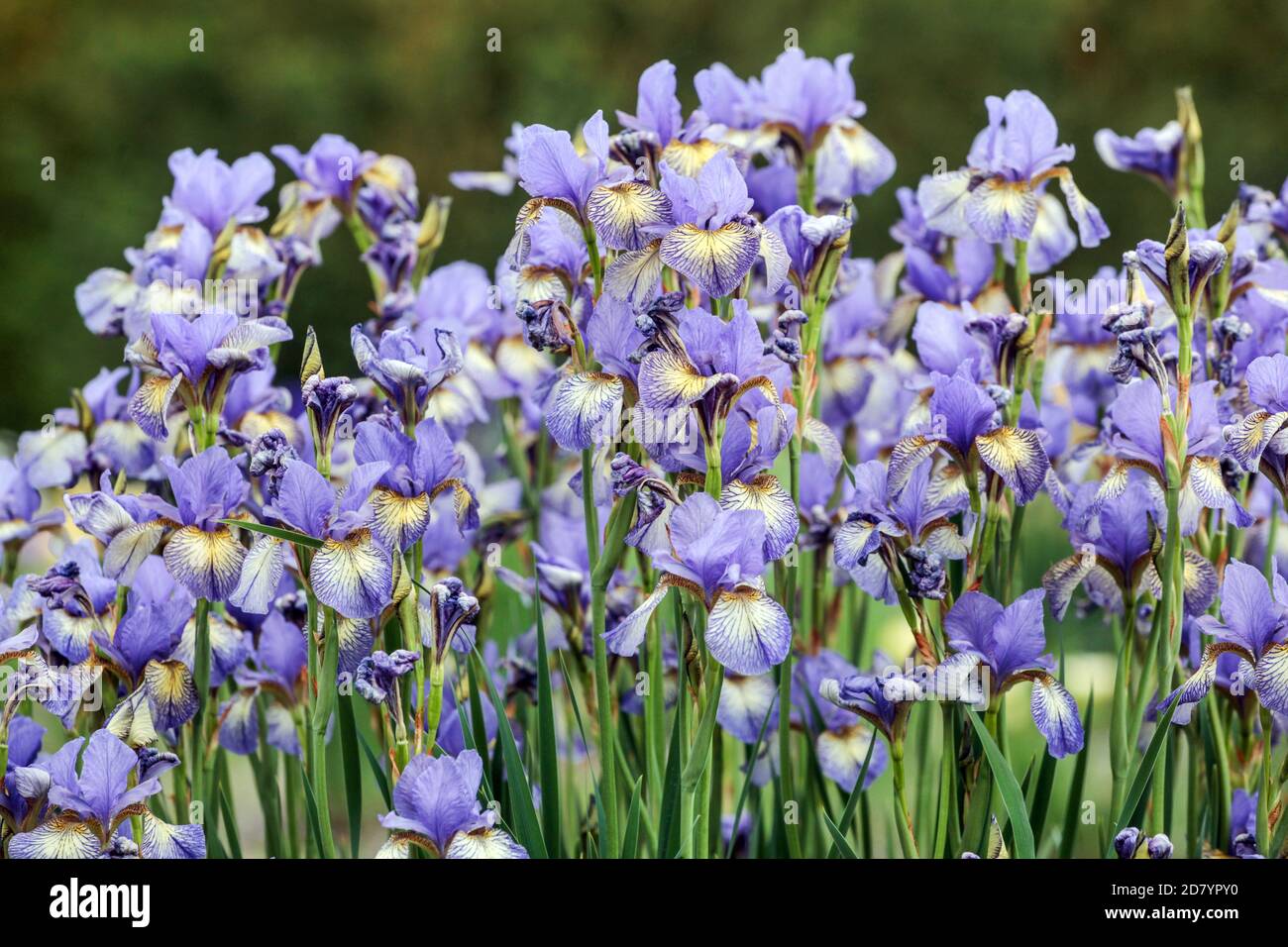 Blue iris sibirica Banish Misfortune Stock Photo